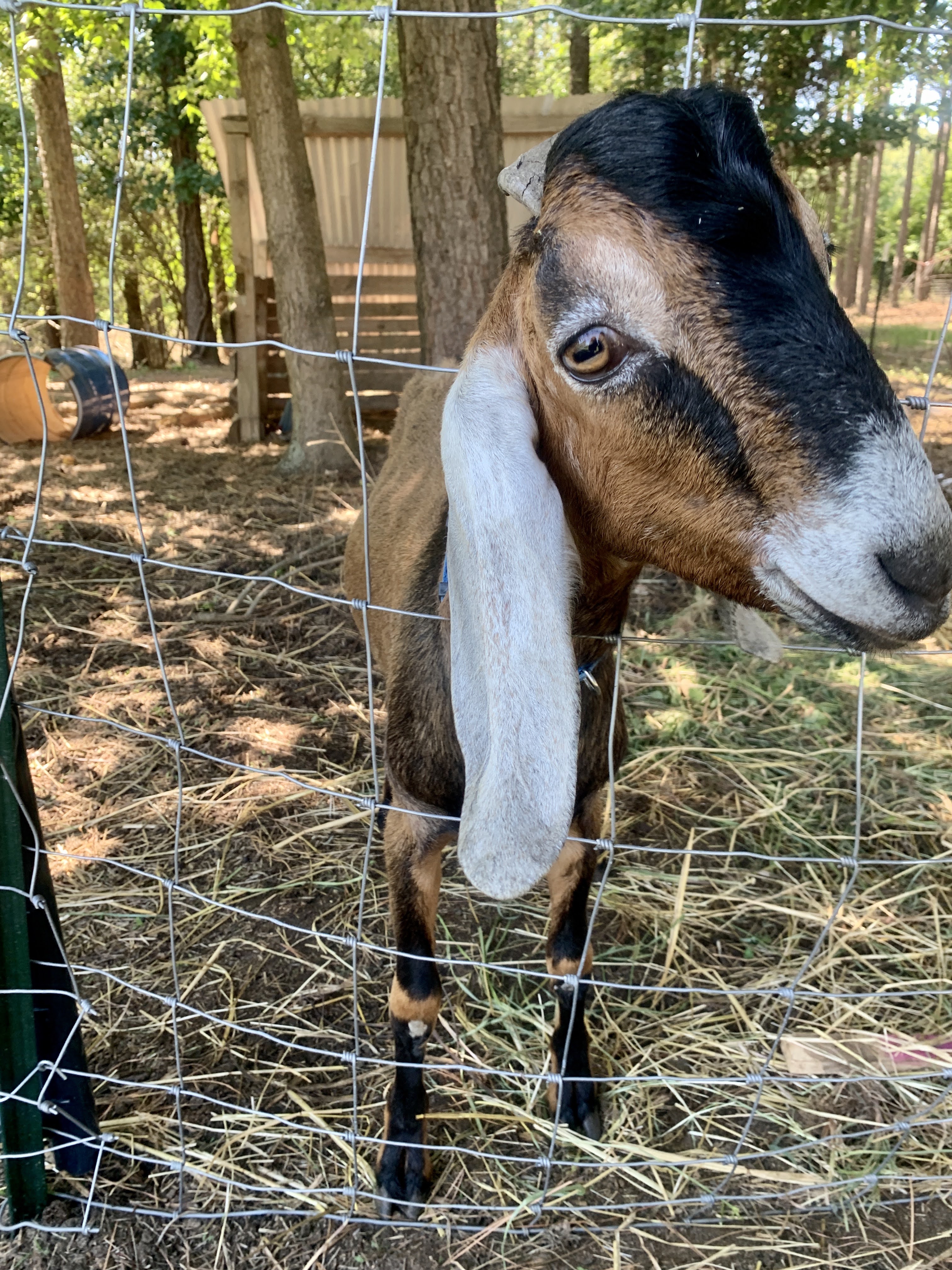 goats
